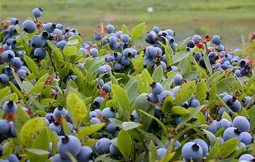 Antioxidant blueberries